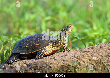 European pond terrapin, testuggine palustre, European pond tartaruga (Emys orbicularis), terrapin si siede su una pietra, la Grecia, il lago di Kerkini Foto Stock