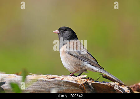 Dark-eyed junco (Junco hyemalis), maschio seduta sul legno morto, Canada Vancouver Island Foto Stock