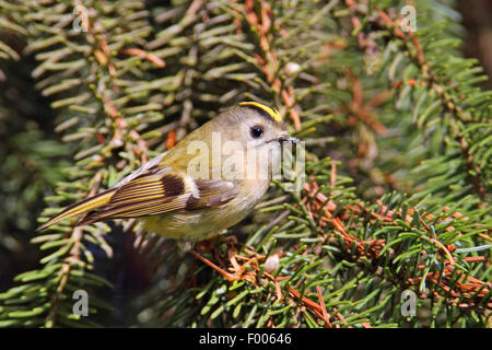 Goldcrest (Regulus regulus), seduta in un abete, in Germania, in Renania settentrionale-Vestfalia Foto Stock