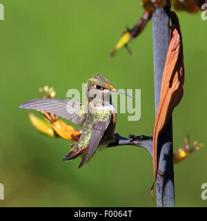 Rufous hummingbird (Selasphorus rufus), femmina seduta su un fiore, Canada Vancouver Island Foto Stock
