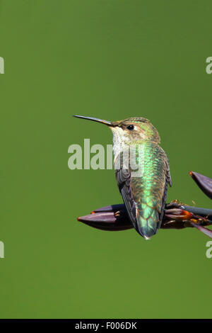 Rufous hummingbird (Selasphorus rufus), femmina seduta su un fiore, Canada Vancouver Island Foto Stock