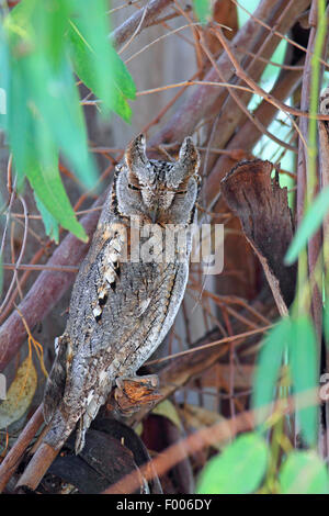 Eurasian assiolo (Otus scops), seduta in un albero di eucalipto e dormire, Grecia, Lesbo Foto Stock