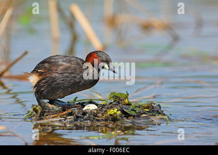 Tuffetto (Podiceps ruficollis, Tachybaptus ruficollis), in piedi sul nido galleggiante con una frizione, la Grecia, il lago di Kerkini Foto Stock