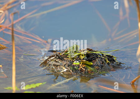 Tuffetto (Podiceps ruficollis, Tachybaptus ruficollis), nido galleggiante con una frizione, coperto di piante, la Grecia, il lago di Kerkini Foto Stock