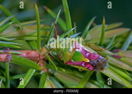 Protezione di ginepro bug (Cyphostethus tristriatus), seduta sul ginepro, Germania Foto Stock