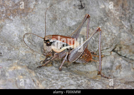 Il litorale bushcricket, scuro dalmata Bush-cricket, scuro dalmata Bush cricket (Pholidoptera dalmatica), seduta su una roccia Foto Stock