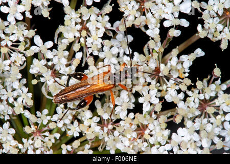 Falso blister coleotteri, polline-alimentare coleotteri (Oedemera podagrariae), seduto su un umbellifer, Germania Foto Stock