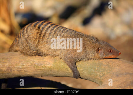 La mangusta nastrati, zebra mongoose (Mungos mungo), giacente su di un ramo Foto Stock