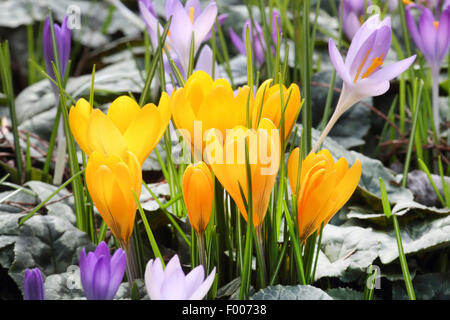 Il croco giallo (Crocus crisante), che fiorisce in un prato insieme in inverno aconitum, Germania Foto Stock