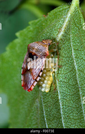 Bug di genitore, mothering bug (Elasmucha grisea), custodisce le sue uova, Germania Foto Stock