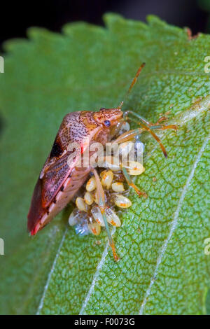 Bug di genitore, mothering bug (Elasmucha grisea), custodisce le sue uova, Germania Foto Stock