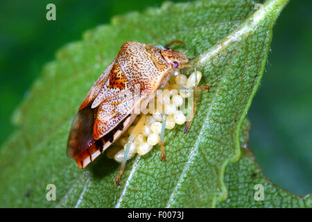 Bug di genitore, mothering bug (Elasmucha grisea), custodisce le sue uova, Germania Foto Stock