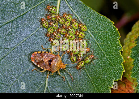 Bug di genitore, mothering bug (Elasmucha grisea), custodendo le sue larve, Germania Foto Stock