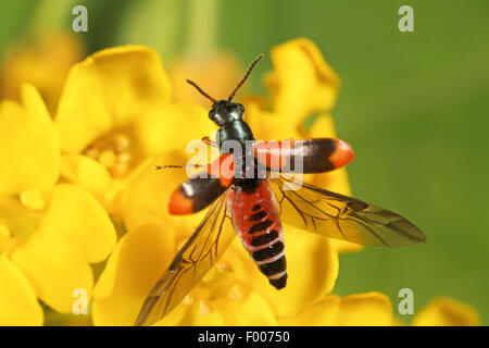 Flower beetle (Anthocomus fasciatus), a partire dai fiori gialli, Germania Foto Stock