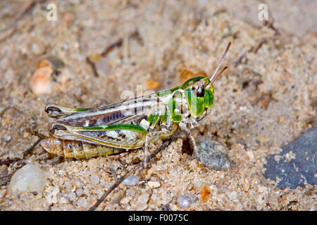Chiazzato grasshopper (Myrmeleotettix maculatus, Gomphocerus maculatus), seduto a terra, Germania Foto Stock