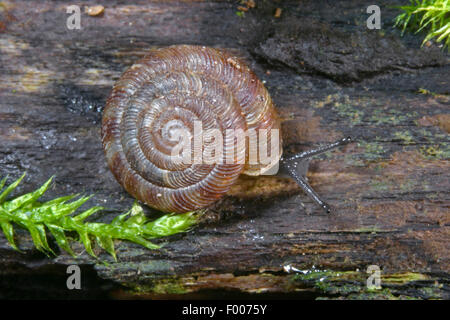 Lumaca arrotondati, Rotund disc lumaca, irradiata lumaca (Discus rotundatus, Goniodiscus rotundatus), crepping su legno Foto Stock