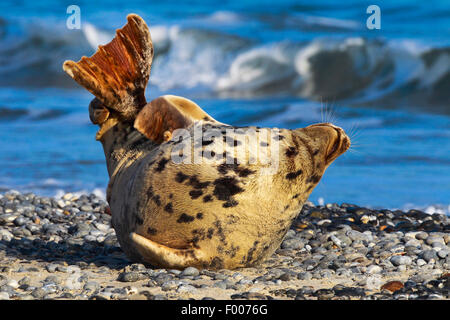 Guarnizione grigio (Halichoerus grypus), guarnizione grigio godendo il sole sulla spiaggia, Germania, Schleswig-Holstein, Isola di Helgoland Foto Stock