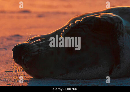 Guarnizione grigio (Halichoerus grypus), guarnizione grigio godendo il sole al mattino, Germania, Schleswig-Holstein, Isola di Helgoland Foto Stock