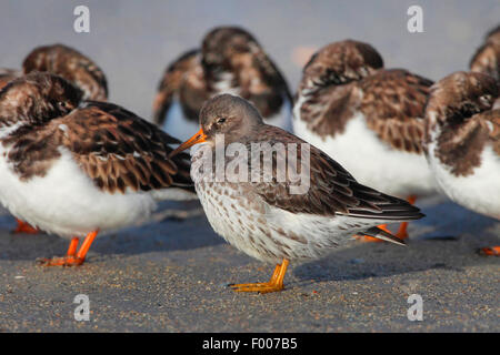 Voltapietre (Arenaria interpres), truppa in appoggio sulla spiaggia di bassa marea, Germania, Schleswig-Holstein, Isola di Helgoland Foto Stock