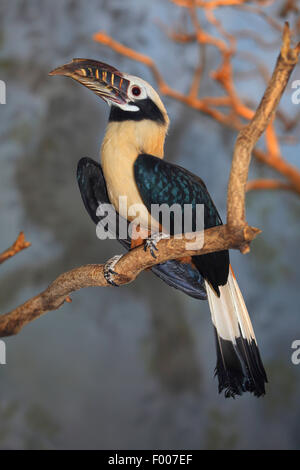 Rufous-tailed hornbill (dal caso Penelopides panini), maschio su un ramo Foto Stock