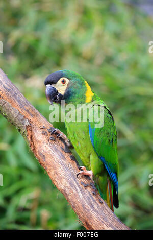 Golden-collare (macaw Primolius auricollis), su un ramo Foto Stock