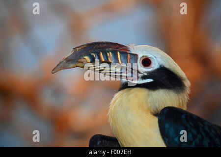 Rufous-tailed hornbill (dal caso Penelopides panini), maschio, ritratto Foto Stock