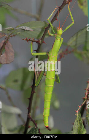 Stick insetto (Diapherodes gigantea), femmina in corrispondenza di uno stelo, Costa Rica Foto Stock