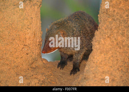 La mangusta nastrati, zebra mongoose (Mungos mungo), su una pietra Foto Stock