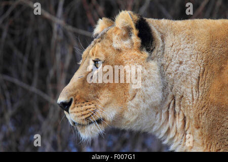 Leone asiatico (Panthera leo persica goojratensis), il ritratto di una leonessa Foto Stock