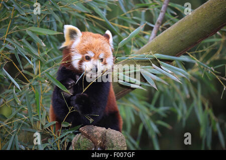 Panda minore, panda rosso (Ailurus fulgens), con bambù Foto Stock