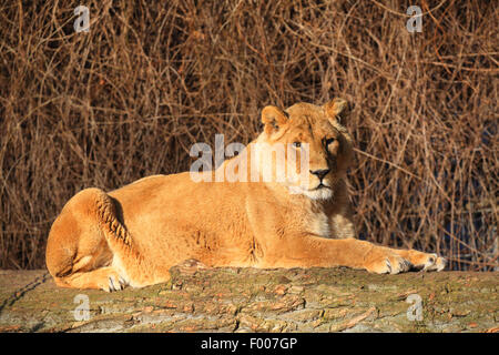 Leone asiatico (Panthera leo persica goojratensis), leonessa di appoggio Foto Stock