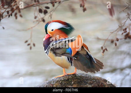 Anatra di mandarino (Aix galericulata), maschio su una pietra in acqua, Germania Foto Stock