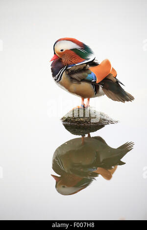 Anatra di mandarino (Aix galericulata), maschio su una pietra in acqua, Germania Foto Stock