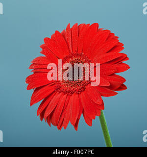 Bel rosso gerbera fiore, su sfondo blu Foto Stock