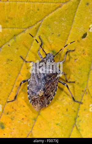 Il fetore bug, scudo bug (Rhaphigaster nebulosa), seduta su una foglia, Germania Foto Stock