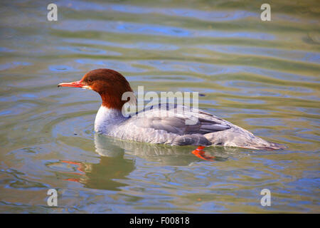 Smergo maggiore (Mergus merganser), nuoto femmina , Germania Foto Stock