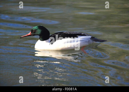 Smergo maggiore (Mergus merganser), nuoto drake, Germania Foto Stock