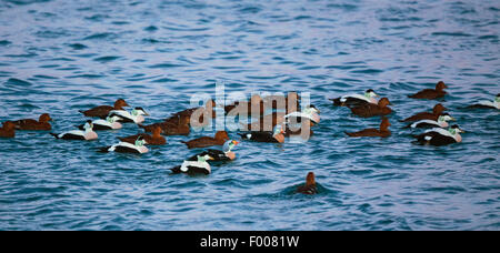 Re eider (Somateria spectabilis), diverse, nuoto tra eiders nell'Oceano Atlantico, Norvegia, VesterÕlen e°ya, Andenes Foto Stock