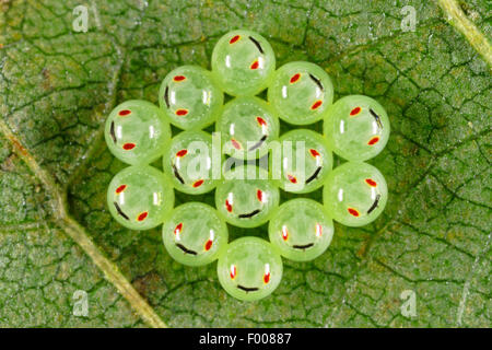 Schermo verde bug, un comune schermo verde bug (Palomena prasina), uova sotto una foglia, ninfe nelle uova visibile, Germania Foto Stock