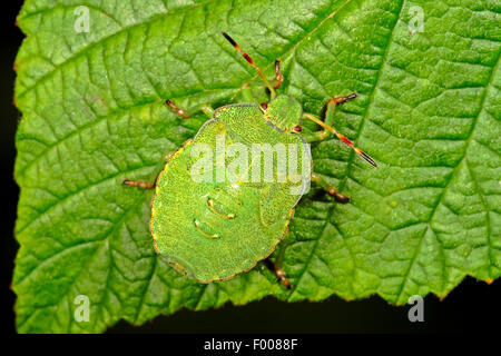 Schermo verde bug, un comune schermo verde bug (Palomena prasina), ninfa, Germania Foto Stock