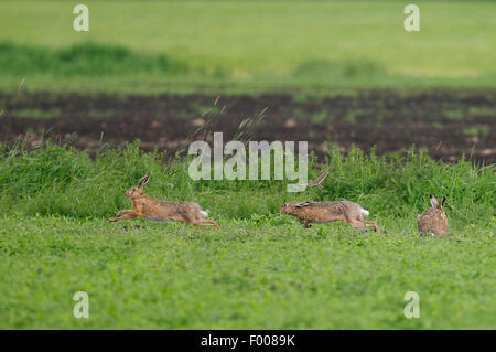 Lepre europea, Marrone lepre (Lepus europaeus), sull'esecuzione, Germania Foto Stock