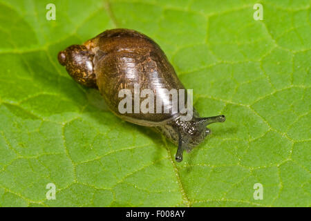 Piccola lumaca ambra (Succinella oblonga), su una foglia Foto Stock