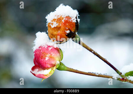 Rose ornamentali (Rosa " La Fata', Rosa la fata), congelati boccioli di rosa Foto Stock