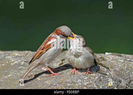 Casa passero (Passer domesticus), alimentazione maschio pulcino, Germania Foto Stock