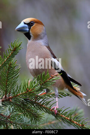 Hawfinch (Coccothraustes coccothraustes), maschio su un ramoscello di abete, Germania Foto Stock