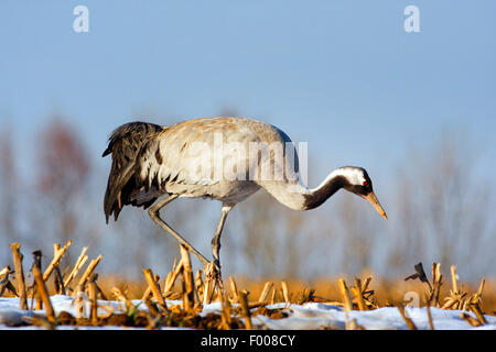 Comune, Gru Gru eurasiatica (grus grus), sui mangimi in un harvestet campo di mais, Germania Foto Stock