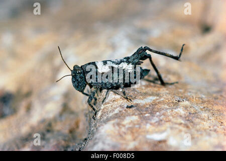 Longhorned groundhopper (tenuicornis tetrix tetrix, nutans), femmina su una roccia, Germania Foto Stock