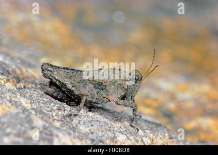 Longhorned groundhopper (tenuicornis tetrix tetrix, nutans), seduta su una roccia, Germania Foto Stock