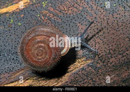 Maschera (lumaca Isognomostoma isognomostomos, Isognomostoma personatum), su legno, Germania Foto Stock