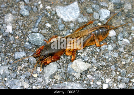 Unione mole cricket, Mole cricket (Gryllotalpa gryllotalpa), sul terreno, Germania Foto Stock